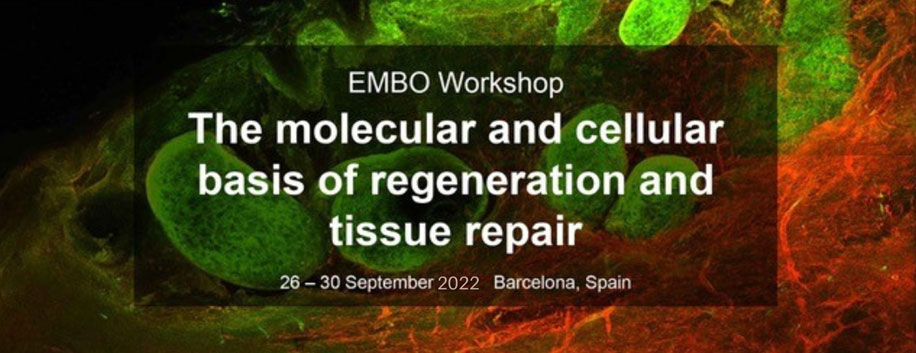 EMBO Regeneration Meeting